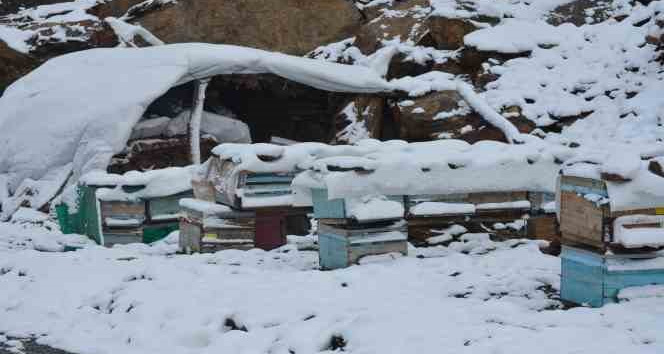 Şırnak’ta kar yağışı hayvanları ve bitkileri olumsuz etkiledi