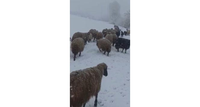 Tipi ve kara yakalanan hayvan sürüsü güçlükle köye ulaştırıldı