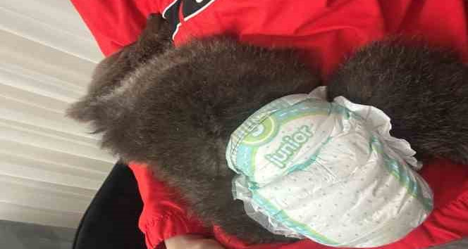 Bebek bezli yavru ayı ‘Yogi’ evin maskotu oldu