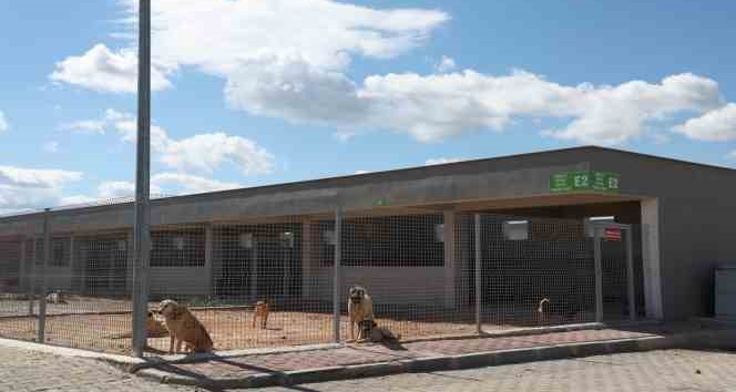 Antalya Büyükşehir Belediyesi Sokak Hayvanları Bakımevi hizmette