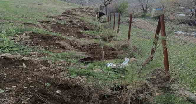 Şenoba beldesinde mezarlıkların çevresine çam fidanları dikildi