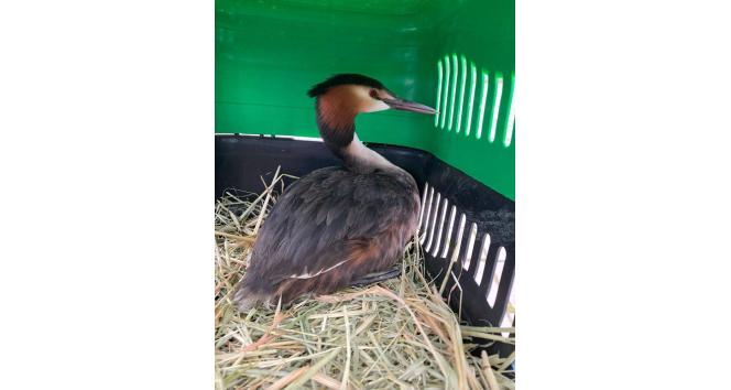 Tedavisi tamamlanan yaralı bahri kuşu, Hersek Lagünü’nde doğaya bırakıldı