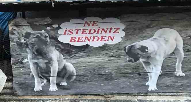Sahiplendiği köpeği zehirlenen adamdan sitem dolu afiş