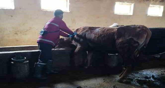 Erzincan’da şap hastalığıyla mücadele sürüyor
