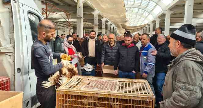 Alaplı Ziraat Odası, çiftçilere tavuk dağıttı