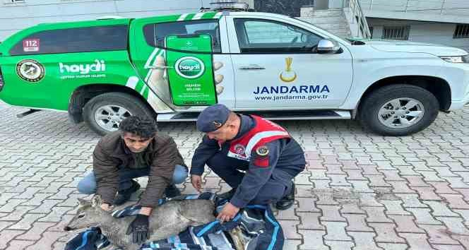 Jandarma ekiplerinin bulduğu yaralı karaca tedavi altına alındı