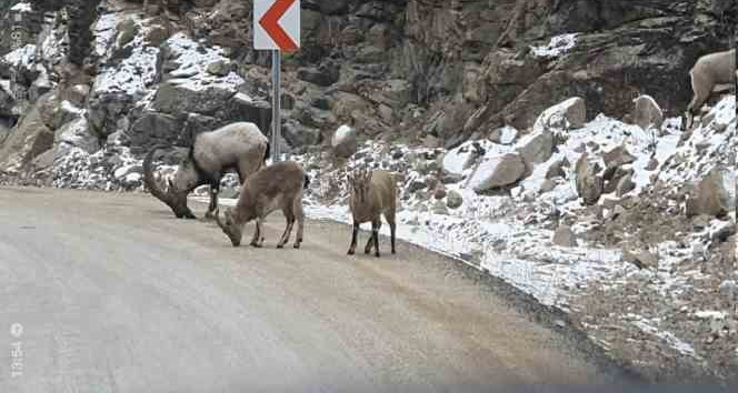 Buzlanmayı önlemek için yola dökülen tuzlar dağ keçilerine yaradı
