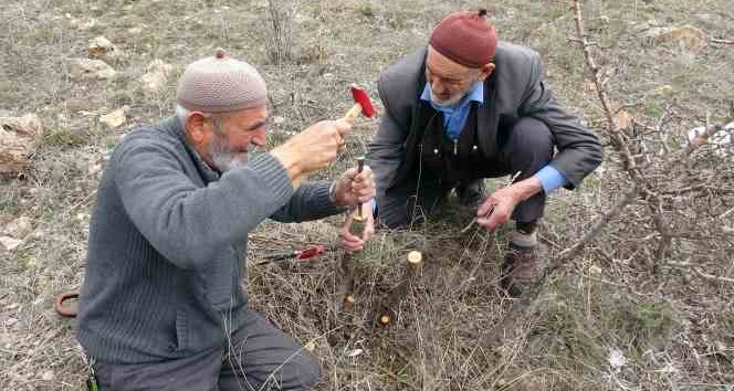 Huzuru yabani meyve ağaçlarını aşılayarak buluyorlar