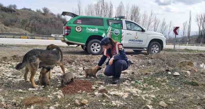 Jandarma ekipleri Sokak Hayvanlarını Koruma Günü’nde hayvanları unutmadı