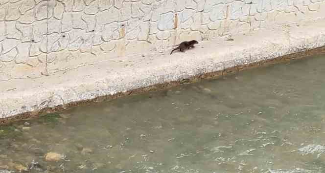 Nesli tükenme tehlikesi altındaki su samuru Harşit Çayı’nda görüntülendi