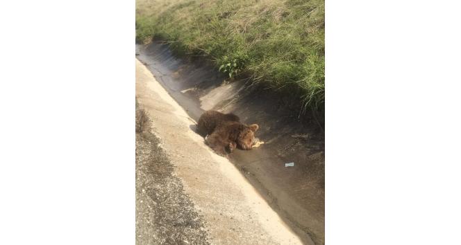 Yalova’da aracın çarptığı ayı telef oldu