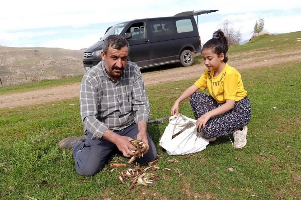 Batman’da ilkbaharın müjdecisi 'kenger bitkisi' köylülerin geçim kaynağı oluyor