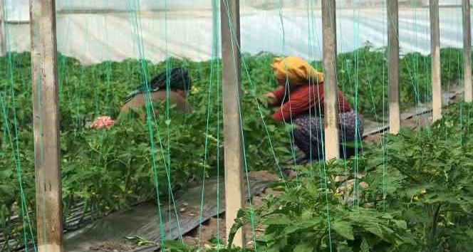 Can kaybı yaşanmayan mahalledeki seralarda üretim sürüyor