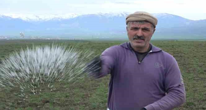 Muş Ovası’ndaki buğday tarlaları gübreleniyor