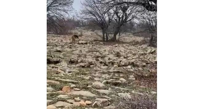 Tunceli’de boz ayı görüntülendi