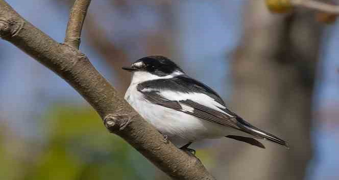 Hersek Lagünü’ndeki kuş türü sayısı 252’ye çıktı