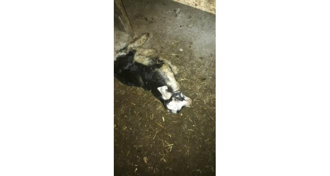 Ahıra giren sokak köpekleri 4 hayvanı telef etti, 15’ini de yaraladı