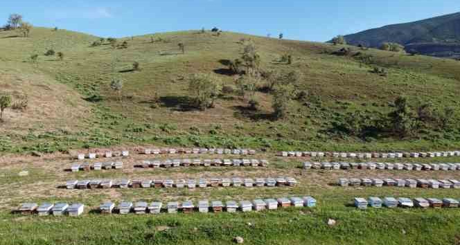 Siirt’te 235 arıcıya kovan dağıtılacak