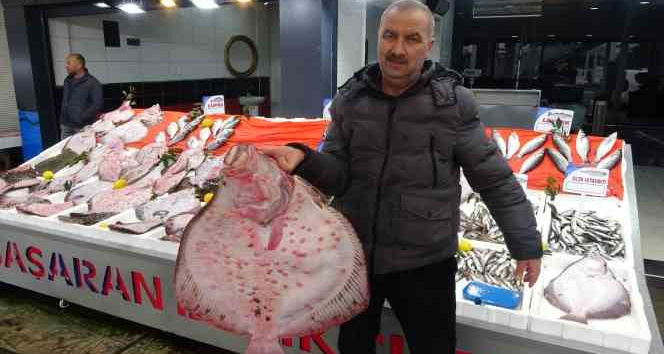 Karadeniz’de kalkan bolluğu: Kilosu 600 liradan satılıyor