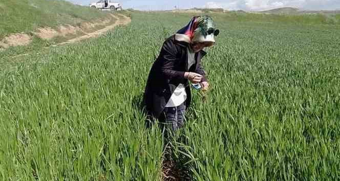 Siirtli çiftçiler hububatta septorya ve pas hastalıklarına karşı uyarıldı