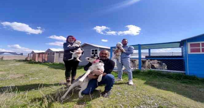 Evinin bahçesini 42 köpekle paylaşıyor