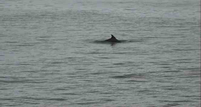 Ordu’da yunus balıkları kıyıya kadar geldi