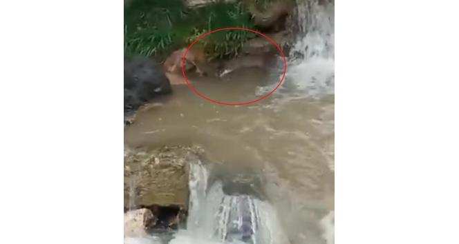 Ordu’da derede su samuru görüntülendi