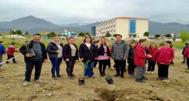 Buharkent Zafer Ortaokulu bahçesine 70 adet zeytin fidanı dikildi