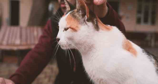 Gürsu’nun yaramaz ’Karahıdır’ı