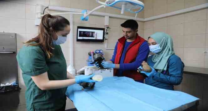 Yalova Belediyesi annesiz kalan yavru köpeklere kucak açtı