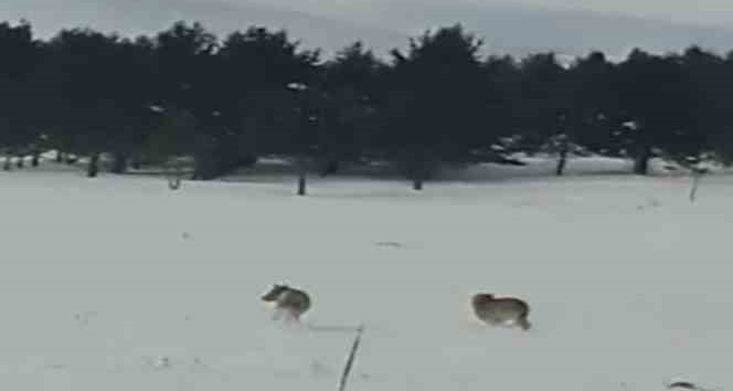 Ardahan’da kurtlar karayoluna indi