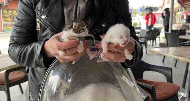 (ÖZEL) Göbek bağına dolanmış halde doğan kediler klinikteki operasyonun ardından hayata tutundu