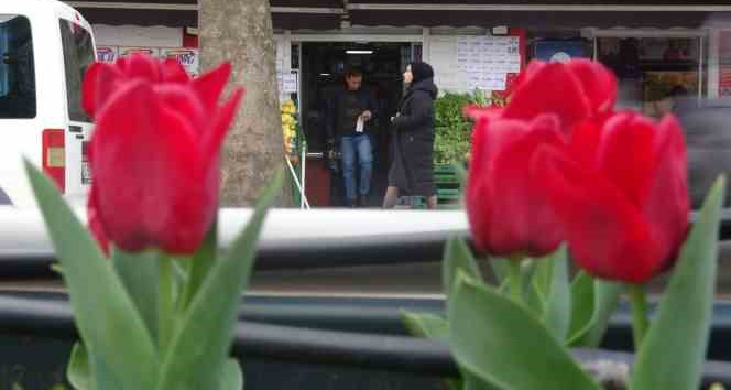 Caddeler laleler ile donatıldı, oluşan görsel şölen dikkat çekti