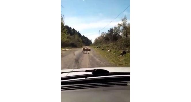 Onlarca köpek boş arazide ölüme terk edildi