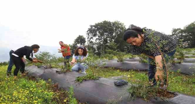 Ordu’daki mavi yemiş alanları büyüyor
