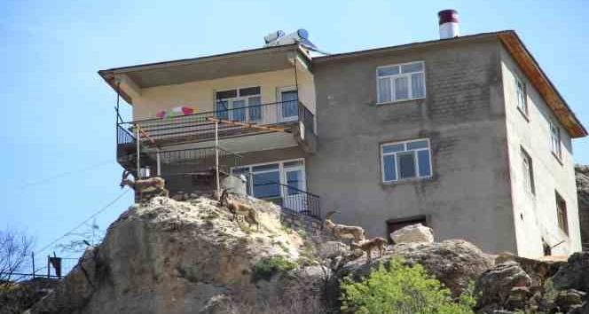 İlk defa görenler heykel sandı: Yaban keçileri ilçeyi mesken tuttu
