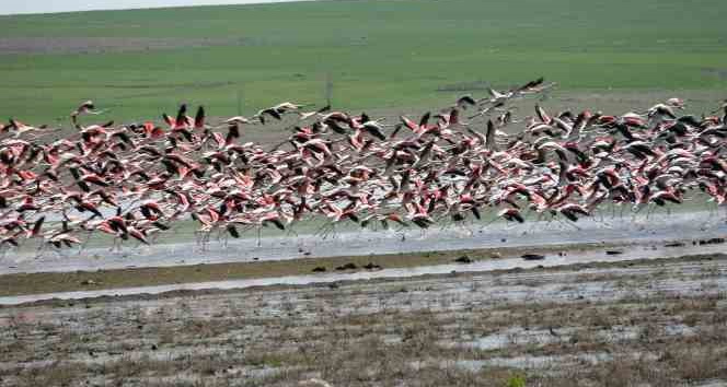 Yozgat’a misafir kuşların göç yolculuğu başladı