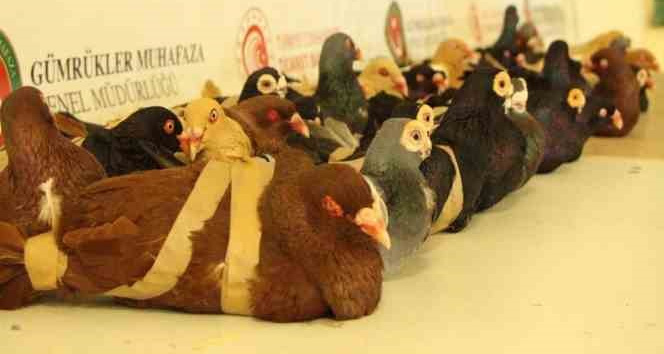 Vicdansızlar, güvercinler uçamasınlar diye kanatlarından bağlayıp ülkeye sokmak istedi