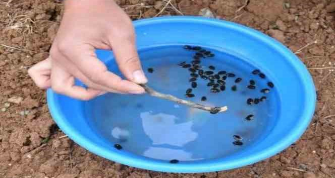 Meyve üreticilerine ’Bakla zınnı’ böceğinin zararlısıyla mücadele uyarısı