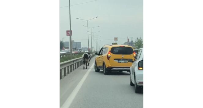 Yalova - Bursa kara yoluna çıkan inek trafiği aksattı