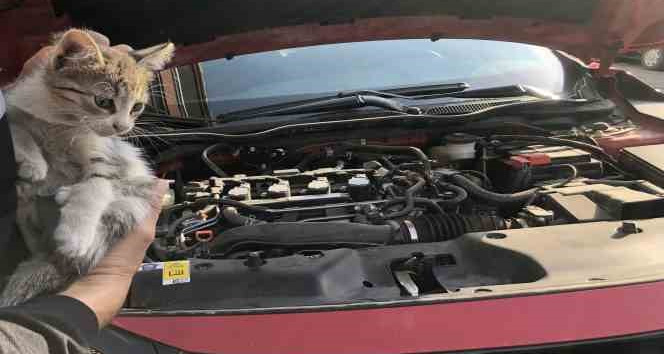 Otomobilin motor kısmına giren yavru kedi kurtarıldı