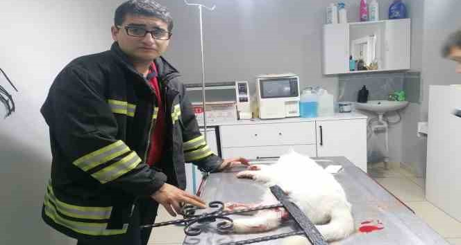 İtfaiye kurtardığı kediyi veteriner kliniğine götürdü