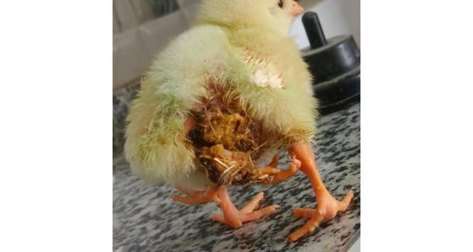 Elazığ’da dört bacaklı civciv dünyaya geldi