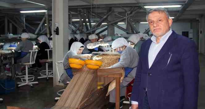 Fındık sezonunda yüksek rekolte bekleniyor