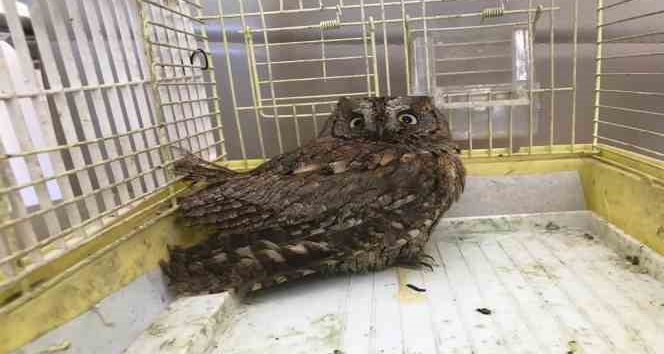 Arazide bitkin halde bulunan İshak kuşu tedavi altına alındı