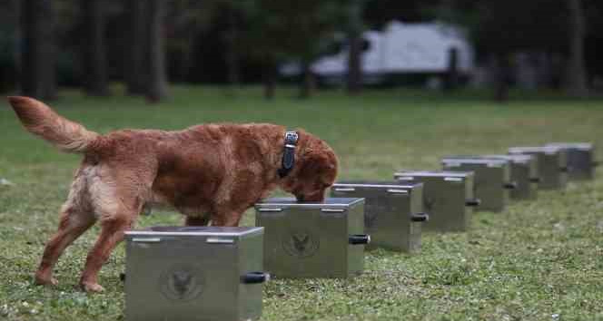 Bomba uzmanı köpeklerin nefes kesen eğitimi