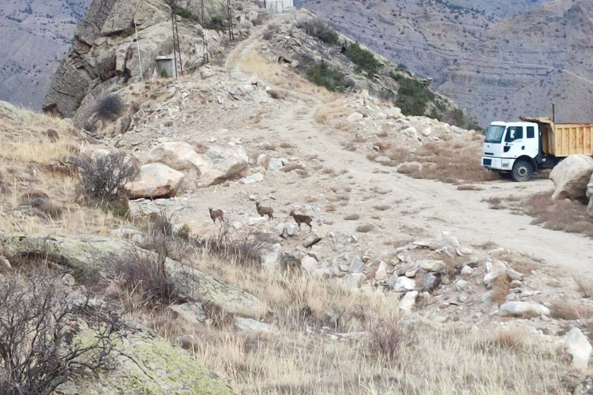 Dağ keçileri ilçe merkezine kadar indi