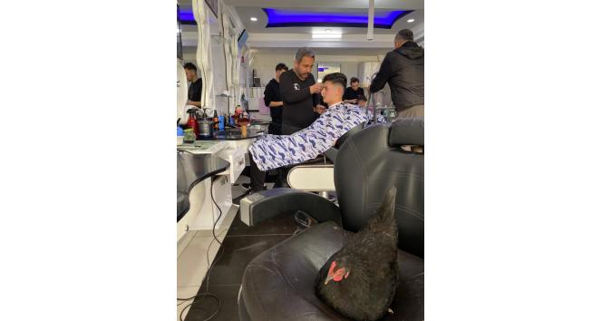 Berber koltuğuna yumurtlayan tavuklar görenleri hayrete düşürüyor