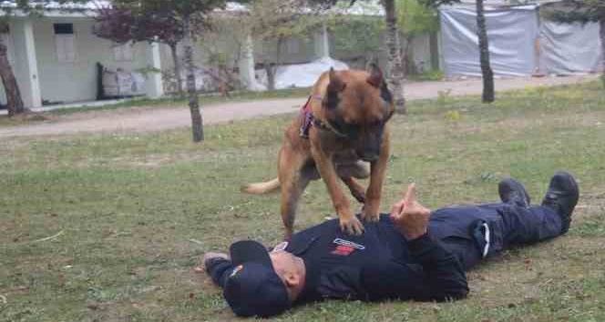 İtaat köpeği ’Rüzgar’ kalp masajı yaptı, ’Batur’ isimli at ip atladı