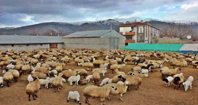 Kuzuların annelerine kavuşma anları